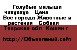 Голубые малыши чихуахуа › Цена ­ 25 000 - Все города Животные и растения » Собаки   . Тверская обл.,Кашин г.